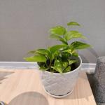 Cloud Farm Hybrid Money Plant - 200 mm CF62