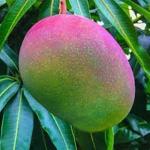 GLOBALPLANTS ALLTIME MANGO GRAFTING PLANT HIGHBRIDE N