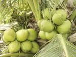 ONLINE PLANT BAZAR HYBRID GREEN DWARF COCONUT PLANT(PACK OF-1)