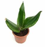 India Gardening Sansevieria Black Green Snake Plant Live Plant