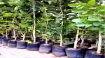 Platone Red Sandalwood Plant Live Red Sandalwood Sanders Plant (Hindi Name - Lal Chandan or Raktachandan)