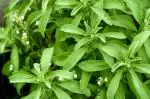 Plantzoin Sweet leaf Stevia Stevia rebaudiana Live Plant