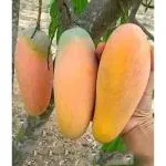 Cloud Farm Hybrid Mango Thai Catimon Katimon All Time 12 Month Sweet Fruit For Round The Year Variety Grafted Fruit Plant Plants Tree CF_N1_30