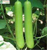 Splendour Seeds Bottlegourd Long vegetable seeds