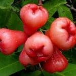 GLOBALPLANT RED WATER APPLE / WAXAPPLE PLANT