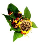 Shivoham Mantra Siddha Energized 6 Mukhi Nepali Rudraksha