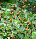 Plantzoin Toothache plant Akarkar Spilanthes acmella Akarakara Live Plant