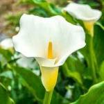 PARYAVARAAN Calla Lily Flower For Home Gardening pack of 15