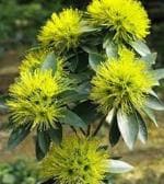 GLOBALPLANTS FRIST LOVE FLOWER PLANTS/ XANTHOSTIMON FLOWER PLANT