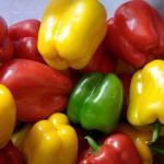 Priyathams Imported Green Yellow Red Capsicum Plant Seed (Pack Of 30)