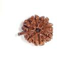 Feel Touch Mart Lab Certified 7 Mukhi Nepal Ganesh Rudraksha Original Bead