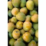 Cloud Farm Himsagar Mango King Of Mango Fiber Free Healthy Grafted Plant Original Variety CF_1056