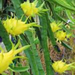 Online Plant Bazar Yellow Dragon Fruit Live Plant-D02Y