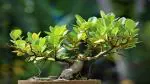 The Entacloo Ficus Bonsai Ficus Banyan bonsai plant