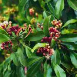 Heaven Of Saplings Clove Plant (Pack of 1)