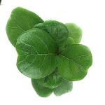 Ajoy nursery ficus Lyrata Fiddle Leaf Fig Plant