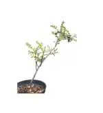 Studio Seed Bursera Microphylla