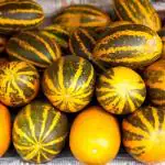 JIGNISHA SEEDS Cucumber , Kakdi , kherra , khira Vegetable Seeds Pack Of 30