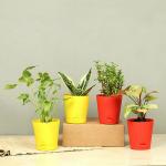 FlowerAura Decorative Set Of 4 (Xanadu Plant, Snake Plant, Jade Plant, Syngonium Plant) Air Purifying Live Indoor Plants In Tapper Vase Pot For Living Room, Bedroom, Balcony, Office/Home Decoration