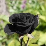 Cloud Farm Rose Flower Tree Gardens Rare Exotic Black Climber Rose Flower Healthy Plant (1 Healthy Plants)Pack Of 1,CF_R61