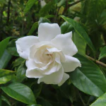 NeLeSa Gardening Live Gardenia Cape Jasmine Gandhraj Plant
