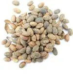 Tamransh Asha Future Shine Croton Tiglium, Nepala Seeds, Jamal Gota, Seed, 50 Seeds
