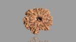 Feel Touch Mart 9 Mukhi Rare Natural Brown Wood Nepal Beads Rudraksh Certified Nav Mukhi Rudraksh