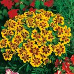 M-Tech Gardens Rare Hybrid French Marigold 