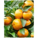 Cloud Farm Nagpur Mandarin Orange All Time Variety Grafted Santra Fruit Healthy Plants & Tree(1-1.5 Ft Size) CF_793