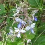 Plantzoin Blue fountain bush Bharangi Rotheca serrate Brahma jasti Live Plant