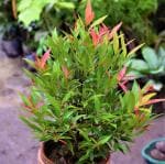 Online Plant Bazar Multicolor Syzygium Campanulatum, Christina Tree Live Plant-Sz01