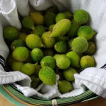 JIGNISHA SEEDS kaksa (ban karola) Vegetable Seeds Pack Of 20