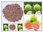 Green India Fruit Seeds -Guava seeds- Amrud Seeds - (Psidium guajava Seeds)_50 gm