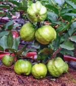 Cloud Farm Hybrid Dwarf Guava Plant- 200 mm CF15