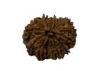 Feel Touch Mart Chodha Mukhi Nepal 14 Mukhi Rudraksha Original Lab Certified Pendant Fourteen Face Nepal Bead 27.10mm Pendant For Men & Women Real Premium Brown Bead Fourteen Face Rudraksha By