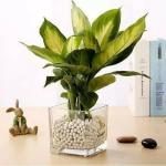 Laefy Dew 3 Inch Square Glass Pots(Combo of 1) Indoor Planter Plant Container Set (Glass)