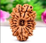 Feel Touch Mart 17 Mukhi Rudraksha (Seventeen Faced) Original Nepal Beads by Lab Certified