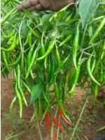 PUNARVA F1 Hybrid Rare Thai Red Hot Pepper Seed (Pack Of 50)