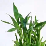 GREENLIVE TRADERS Bamboo 2 Layer Feng Shui Plant
