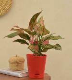 UGAOO Aglaonema Beauty Live Plant