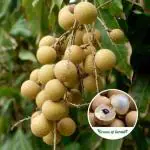 Cloud Farm Hybrid and Dwarf Longan Litchi Plant - 180 mm CF3345