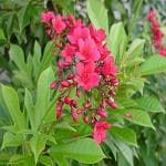 Online Plant Bazar Red Jatropha Flower Live Plant