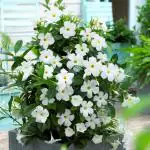 Online Plant Bazar White Mandevilla Flower Live Plant
