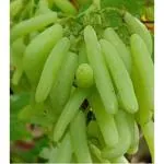 Cloud Farm Green Grape Plant Seedless Vine Cutting Healthy Grape Healthy Plant for Home Garden Tree (Pack of 1),CF_N112