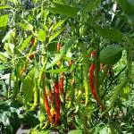 India gardening Jwala Chilli Seeds Non-Hybrid Mirchi Seeds 1 Small Pack