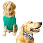 Ruse Black Cotton Basic Crew Neck It'S My Birthday Bitches-2 Inch Printed Half Sleeves T-Shirt For Dog - L (Apso, Shih Tzu )