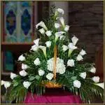 PARYAVARAAN Calla Lily White For Home Gardening pack of 2 Bulbs