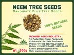 Pioneer Agro Industry Mahogany Tree Seed Swietenia Mahagoni 110 g