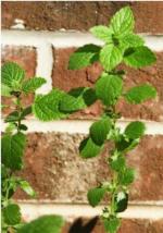 XOLDA Cabbage Seed (35 per packet)