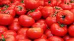 PLATONE HIGH QUALITY - TOMATO(Pack Of58 Pcs)